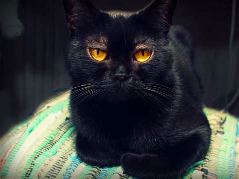 Cat Breeds With Orange Eyes