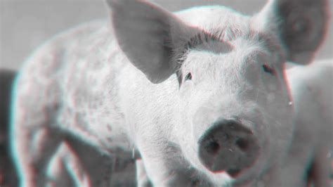 La Historia Real De Peppa Pig 🐷 ¿porque Es Tan Popular Youtube