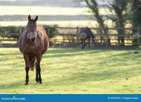Pregnant Horse Stock Photo Image 49103451