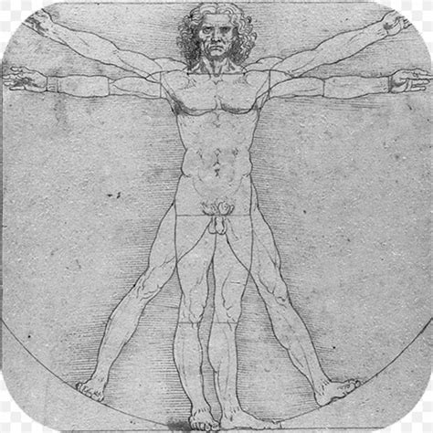 Vitruvian Man Anatomical Drawings Anatomy Human Body Png 1024x1024px