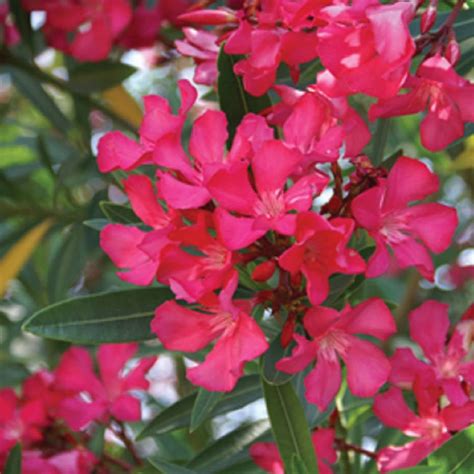 Flowerwood Outdoor Live Little Red Oleander Flowering Bush 25 Qt