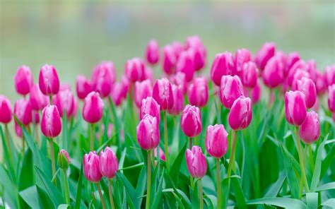 Download Wallpapers Pink Tulips Wildflowers Tulips Background With