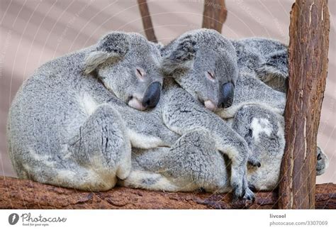 Koalas Sleeping