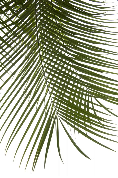 Palm Leaves Foliage Photo Iv Amini54