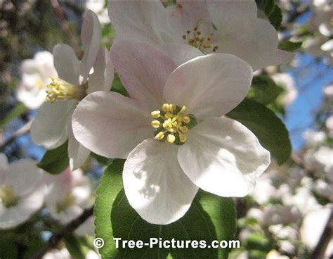 Maybe you would like to learn more about one of these? Gambar Gambar Pohon Apel Potret Foto Apple Trees Blossom ...