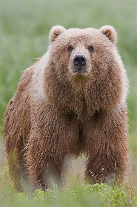 Kodiak Bear Wikipedia