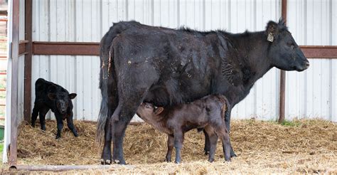 Osu Extension On Call For Calving Season Questions Oklahoma State