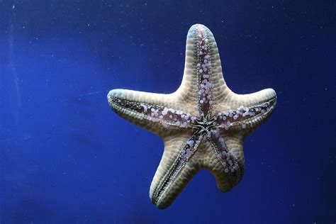 Starfish Life Cycle Reproduction And Life Stages Of Sea Stars