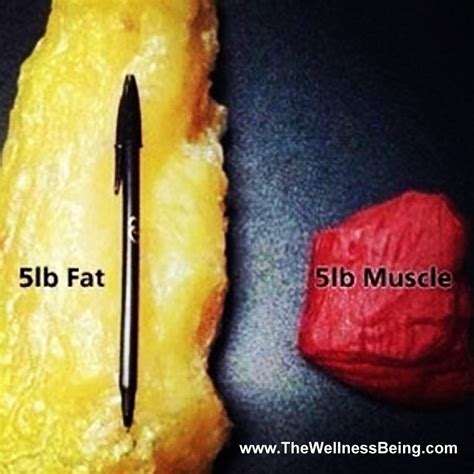 5lbs Of Muscle Vs Fat Abbaskets
