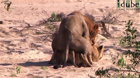 Sex In The Wild Lions Mating After A Fight Youtube