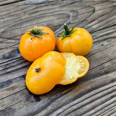 Yellow Brick Road Dwarf Tomato Meraki Seeds