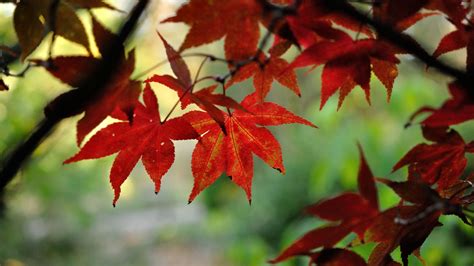 Download Wallpaper 2560x1440 Japanese Maple Leaves Branches Red