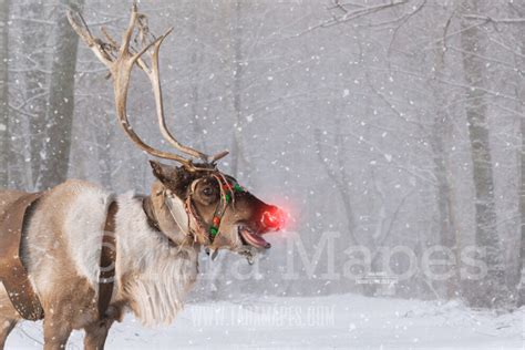 Smiling Reindeer In Snow By Pine Trees Free Snow Overlay Snowy Scene With Reindeer