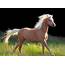 The Palomino Horse Breeds History Origin & Cost 2020