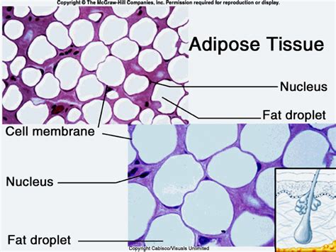 Adipose Connective Tissue Adipose Cell Membrane Adipose Tissue