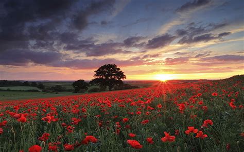 Hd Wallpaper Pink Petaled Flower Field Nature Landscape Sun Rays