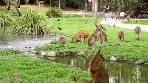 Kuranda Tours Rainforestation Nature Park Butterfly Sanctuary