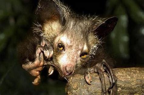 Ugliest Animals Top 10 Most Ugly Animals In The World