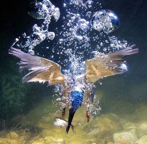 Kingfisher Diving To Catch Fish Pet Birds Animals Kingfisher Bird
