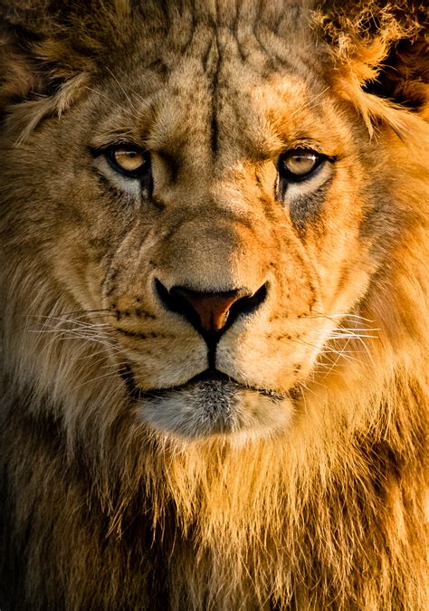 Download Wallpaper 3200x4561 Lion Glance Face Big Cat Predator Hd Background