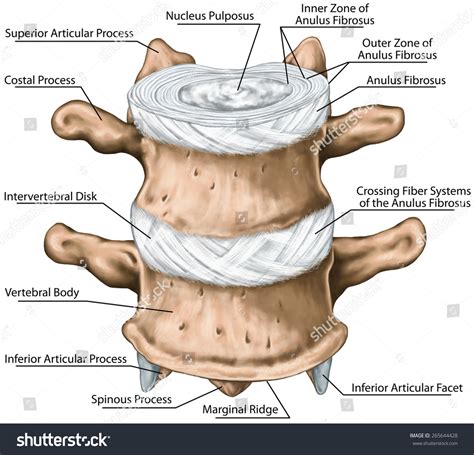 척추간 배낭 섬유 척추 뼈 척추 스톡 일러스트 265644428 Shutterstock