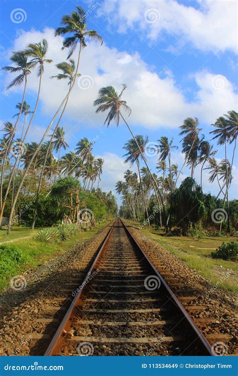 Travel Photography A Railway Track That Goes Through Palm Trees