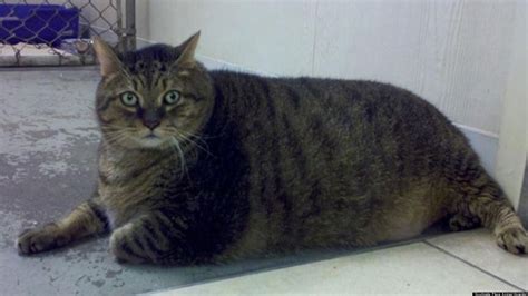 Tiny Tim Fat Cat On Diet But Still Adorable Battling Weight Issues
