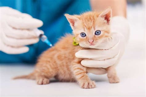 However, before vaccinating your cat at home, you need to learn how to do so safely and effectively. Distemper Vaccine for Cats: What You Need to Know - We're ...