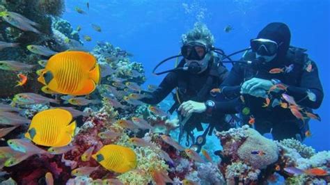 Los Arrecifes De Coral Más Impresionantes Del Mundo Nius