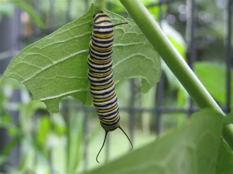 Monarch Butterfly Larvae In My Garden Smithsonian Photo Contest