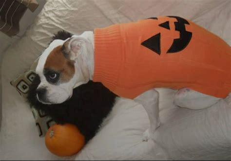 40 Funny And Clever Halloween Costumes For Boxer Dogs Page 7 Of 12