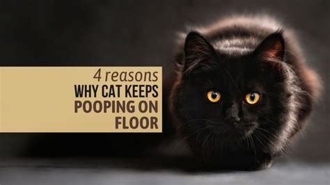 4 Reasons Why Cat Keeps Pooping On Floor With Solutions