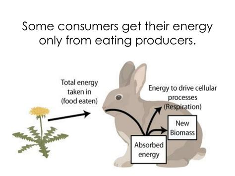 Ppt Organisms In An Ecosystem Can Be Classified As Producers