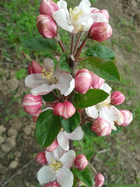 Fotopstryczek Kwiat Jabłoni