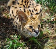 african wild cats | International Society For Endangered Cats
