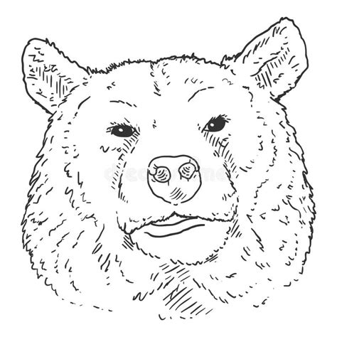 Vector Sketch Bears Head Illustration Stock Vector Illustration Of