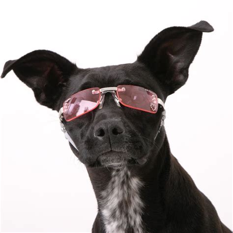 Doggles Stylish Protective Eyewear For Dogs The Green Head