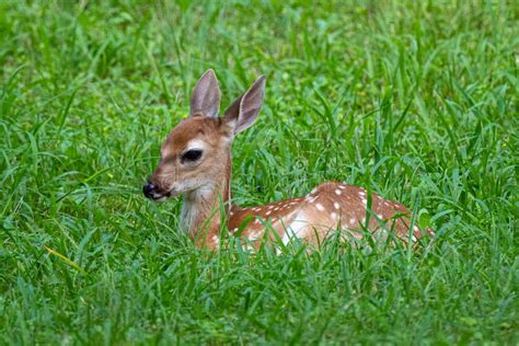 Whitetail Deer Fawn Laying In A Grassy Meadow Stock Photo Image Of