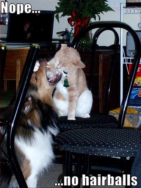 Dog And Cat Funny Animal Humor Photo 20135287 Fanpop