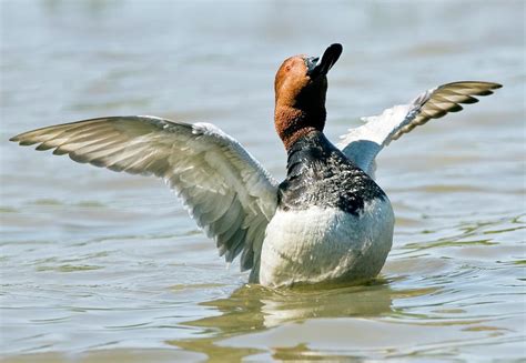 Pochard Duck Photograph By John Devriesscience Photo Library Fine