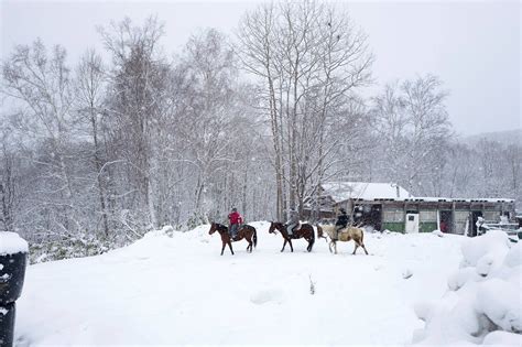 winter experience horseback riding  hokkaido bunka blog