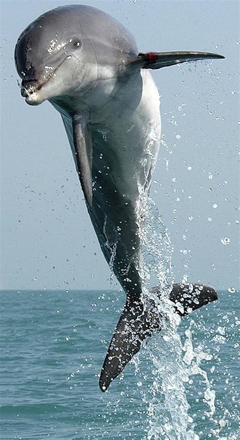 Dolphin Jumping Leaping Swimming Leap Jump Mammal Nature Marine