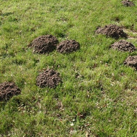 Dirt Mounds Are Signs Of Active Mole Tunnels Garden Pests Mole