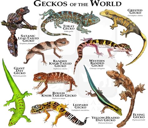 Geckos Of The World Poster Print Etsy
