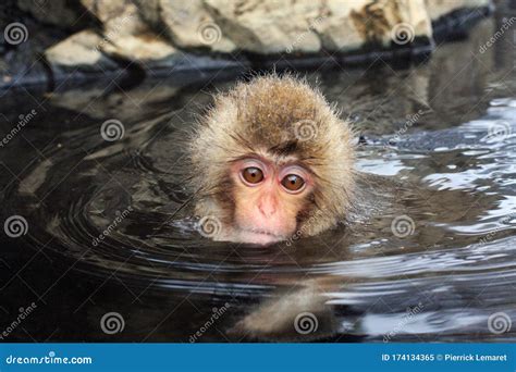 Hot Bath For Snow Monkeys In Jigokudani Monkey Park In Nagano Japan