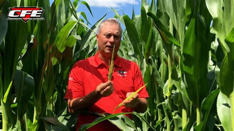 Boost Those Corn Yields Youtube