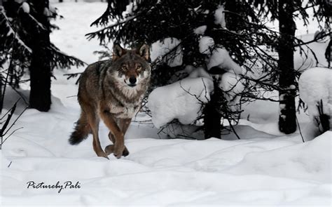 Running Wolf By Picturebypali On Deviantart