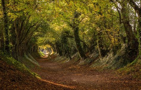 Wallpaper Road Autumn Trees England The Tunnel The Tunnel England