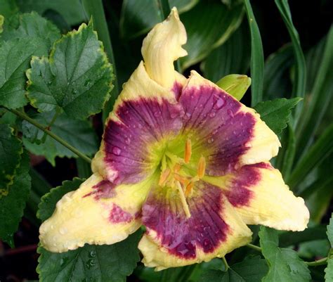 Photo Of The Bloom Of Daylily Hemerocallis Blue Delicious Posted By
