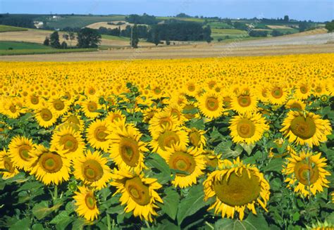 Field Of Sunflowers France Stock Image E7700566 Science Photo